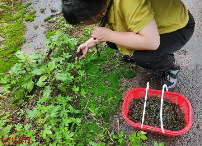 杭州雨后出现地衣 最贵349元/斤